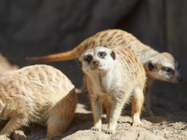 Zoo Schwerin mit Tageseintritt und Übernachtung