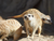 Zoo Schwerin mit Tageseintritt und Übernachtung