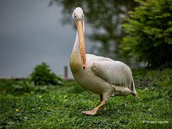 Tierpark Irgenöd