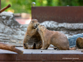 Erlebnis-Zoo Hannover mit Hotel