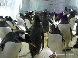 Tierpark und Tropen Aquarium Hagenbeck in Hamburg mit Hotel