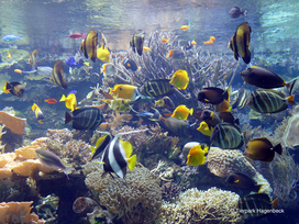 Tierpark und Tropen Aquarium Hagenbeck in Hamburg mit Hotel