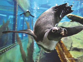 Zoo Hannover mit Übernachtung