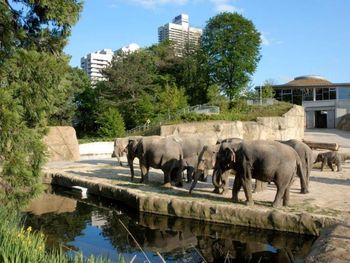 Kurzurlaub im Kölner Zoo (Cologne Zoo) 1 Nacht