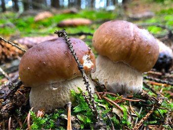 4 Tage - Pilzwanderung in Bad Elsters Herbstwald!