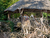 Erlebnis-Zoo Hannover mit Hotel