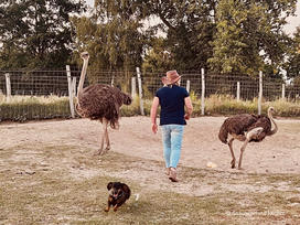 Straussenland Nedlitz bei Magdeburg mit Safariführung und Hotel