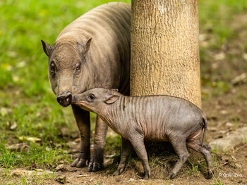 Opel-Zoo