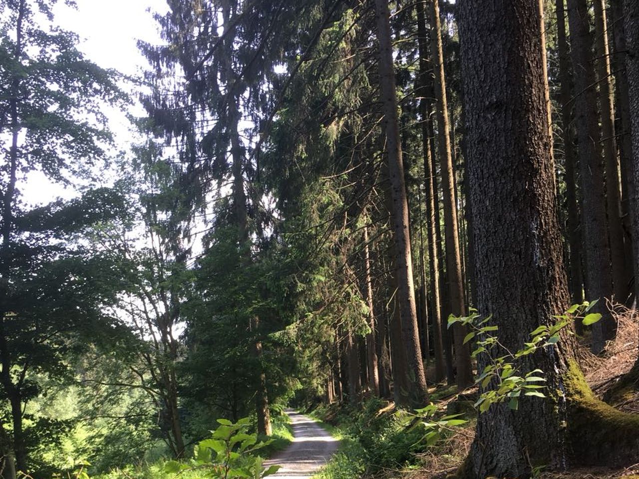 Pfingsten im Natur & Wander Hotel Gassbachtal