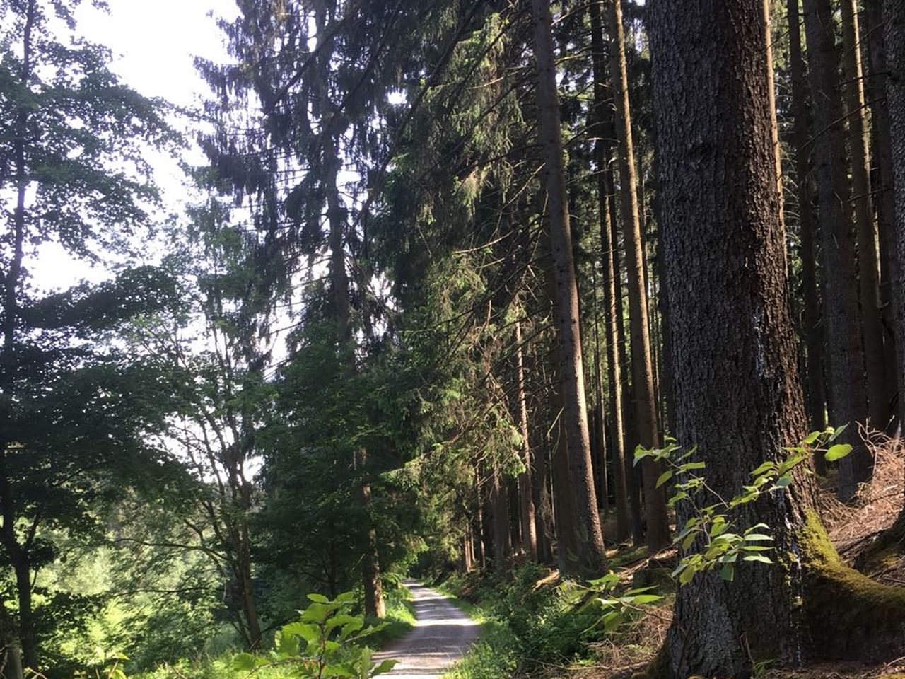 6 Tage Wanderspaß in der Region Odenwald/Bergstraße