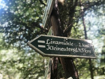 Sommererwachen im Wald