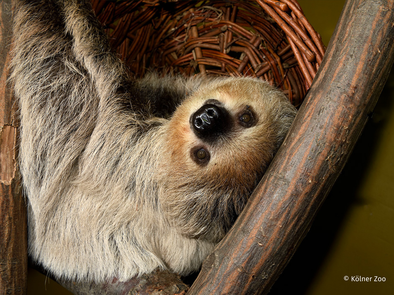 Kölner Zoo