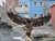 Erlebnis-Zoo Hannover mit Hotel
