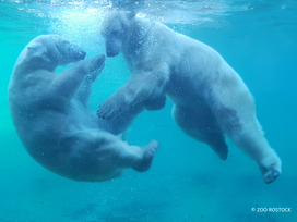 Zoo Rostock Tickets mit Hotel