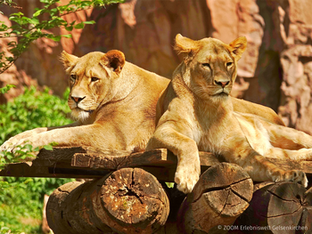 3 tierische Familientage im Heidelberger Zoo