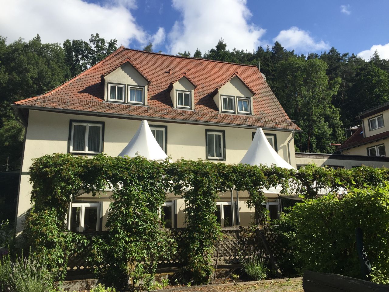 Sommererwachen im Wald