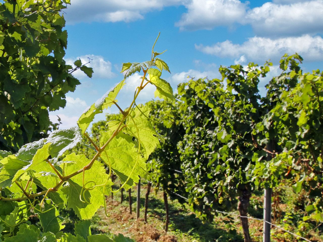 5 Tage Herbst in der Südpfalz