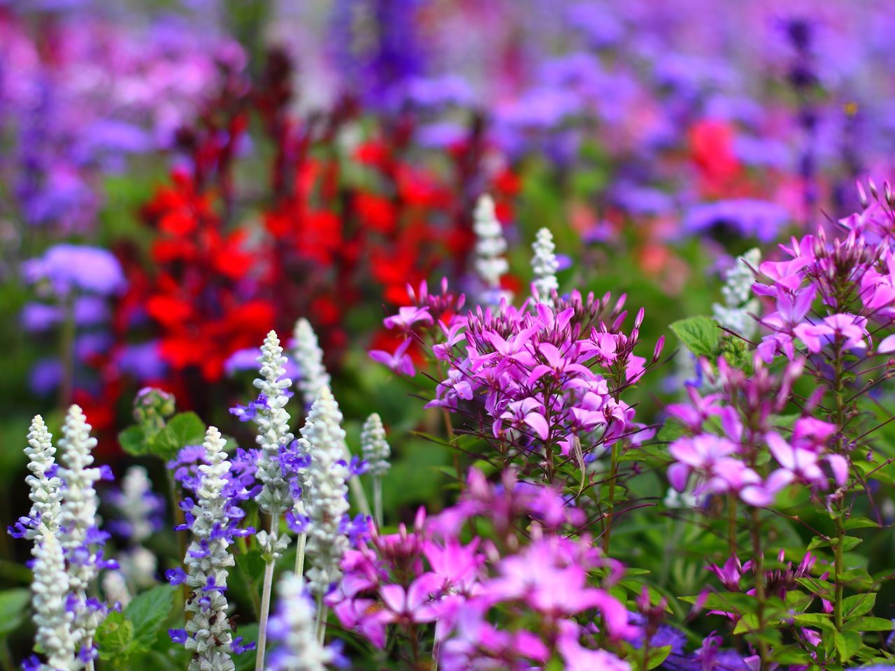 Special - Landesgartenschau Wangen im Allgäu