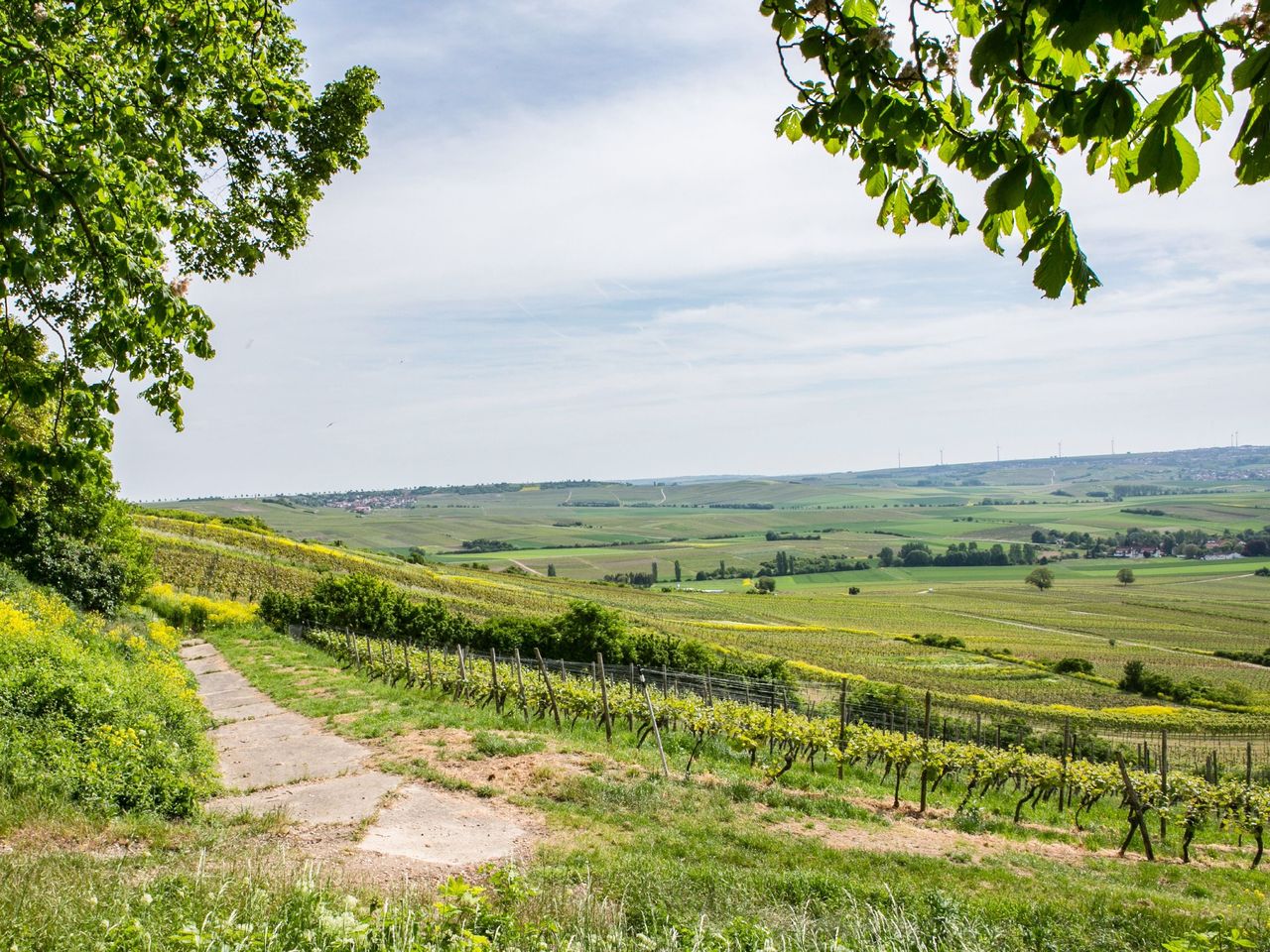 Winterliche Träumerei im Weinberg