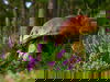 Rennsteiger Herbstschnäppchen - 5 Tage inkl. HP+