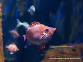 OZEANEUM Stralsund mit Ticket und Hotel