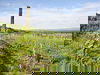 Naturerlebnis am wunderbaren Kaiserstuhl