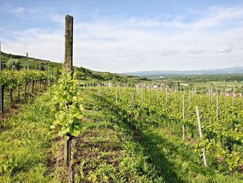 Kurzurlaub im Weinparadies Kaiserstuhl