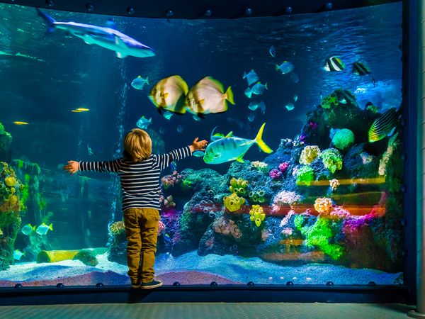 2 Tage Meer erleben im SEA LIFE Oberhausen Parkhotel Oberhausen inkl. Frühstück