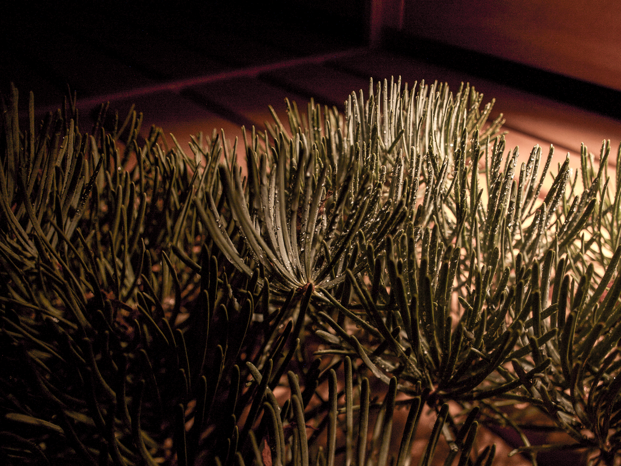Pineta calling: Natur, Genuss, dein Moment