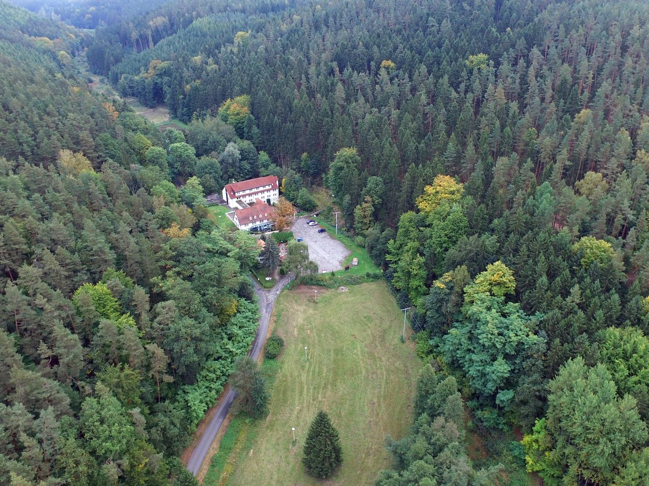 Herbsterwachen im Wald