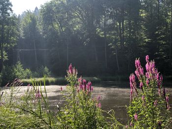 Sommererwachen im Wald
