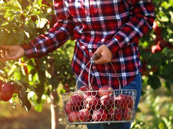 Zauberhafte Rheinische Apfelroute – 8 Tage in Swisttal Halbpension