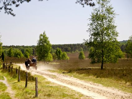 Kurztrip Lüneburger Heide