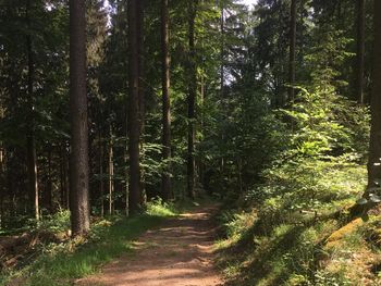 4 Tage Wanderspaß in der Region Odenwald/Bergstraße