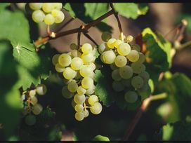 Urlaub beim Winzer an der Mosel