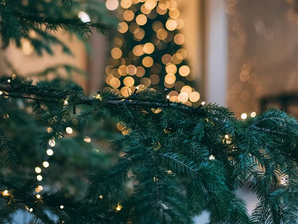 3 Tage Weihnachtszauber auf Rügen inklusive Weihnachtsbaum in Trent, Mecklenburg-Vorpommern inkl. Halbpension