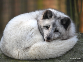 Zoo Rostock Tickets mit Hotel