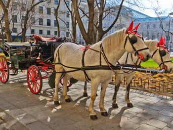 5 Tage Wien erkunden