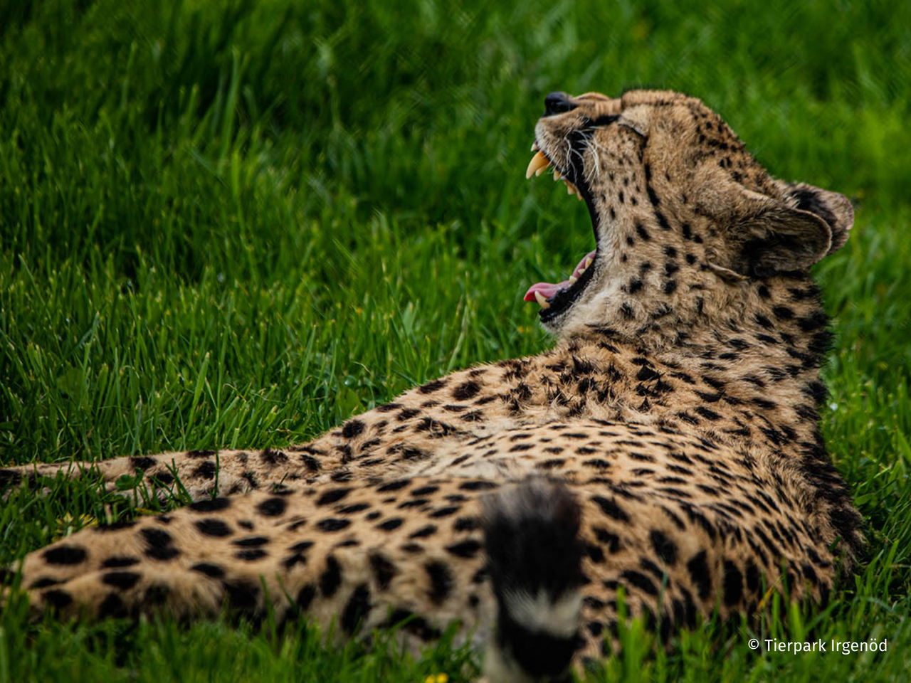 Tierpark Irgenöd