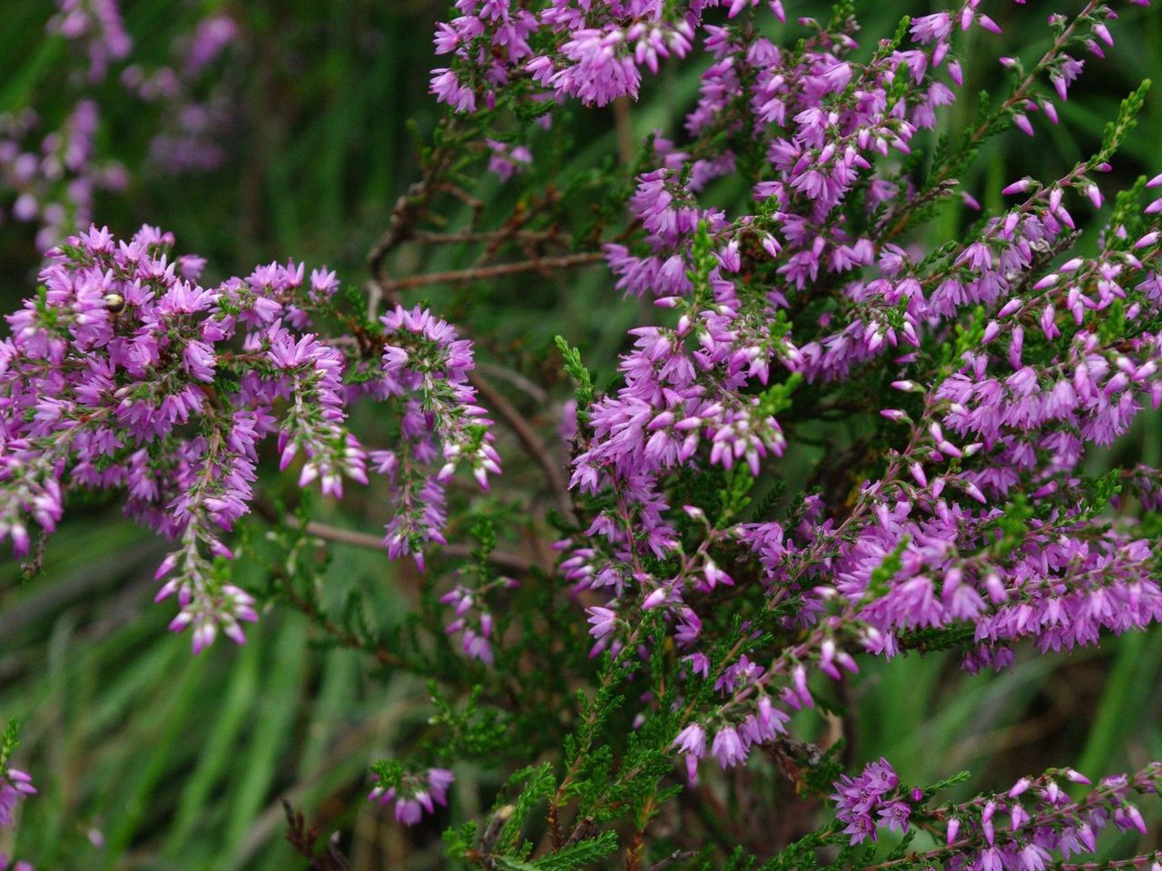 Durchatmen in der Lüneburger Heide