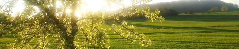 Blühender Obstbaum im Gegenlicht der tiefstehenden Sonne über einer grünen Wiese
