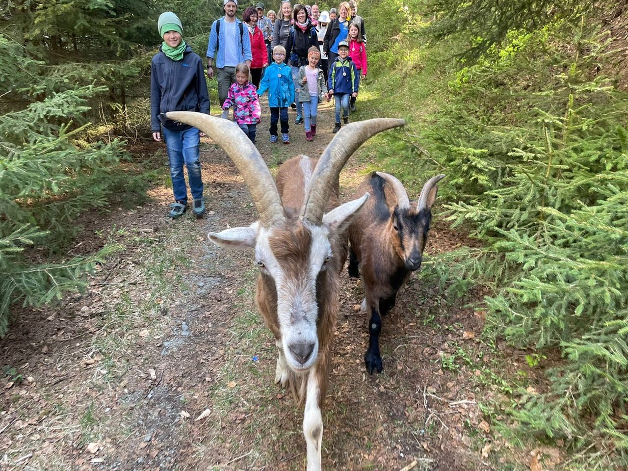 5 Tage Thüringer Wald: Ziegenspaziergang & Fass-Sauna