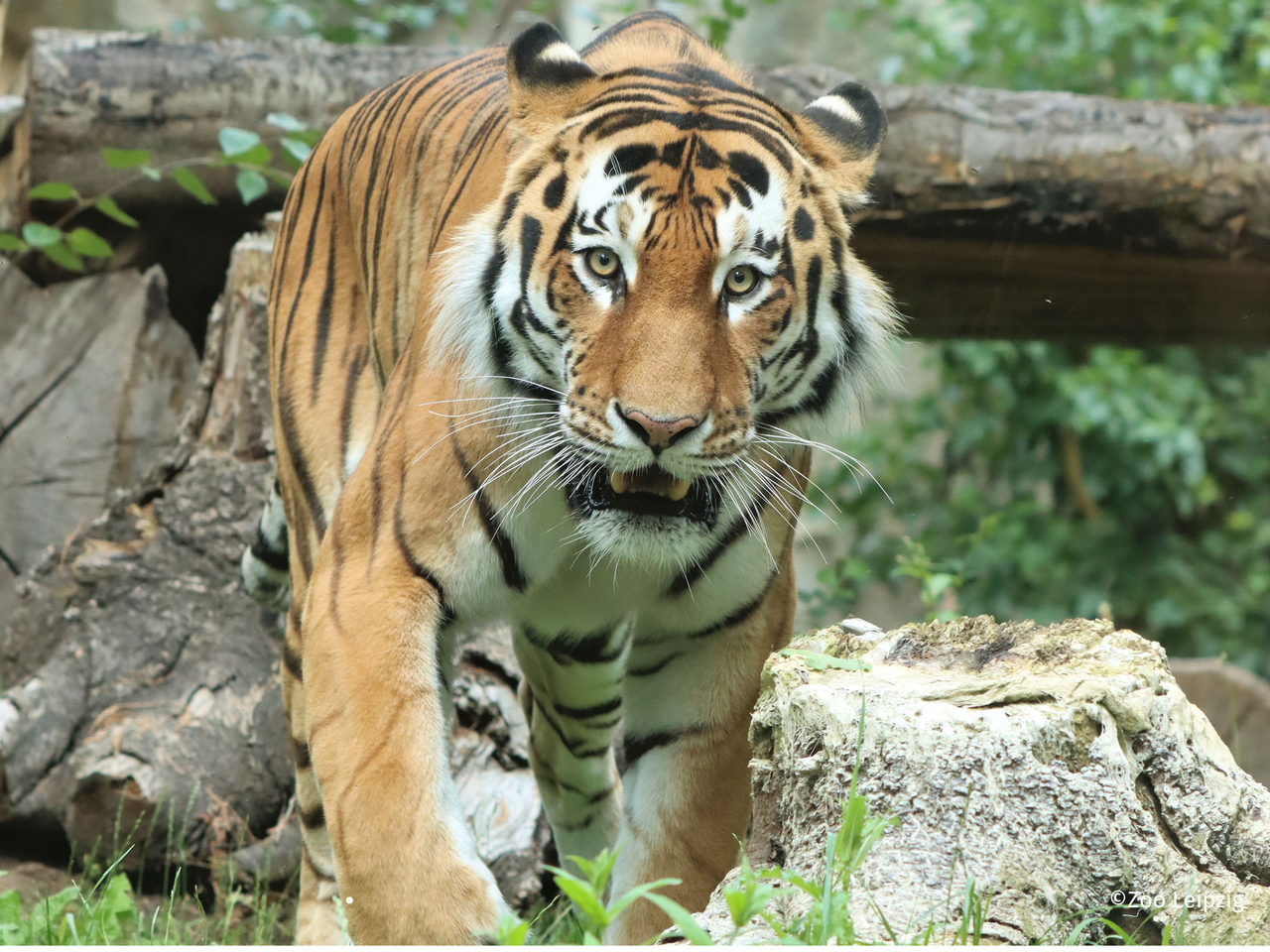 Zoo Leipzig