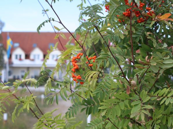 5 Tage auf Rügen inkl. 1 x Abendessen in Sassnitz, Mecklenburg-Vorpommern Frühstück