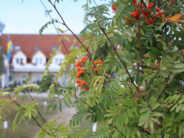 Silvester auf Rügen. 8 Tage inkl. Halbpension. in Sassnitz, Mecklenburg-Vorpommern inkl. Halbpension