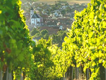 Fränkisches Weinland und Würzburg Special