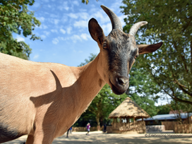 Erlebnis-Zoo Hannover mit Hotel