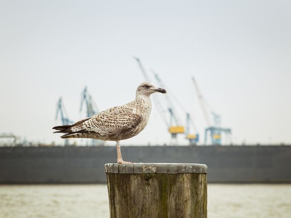 5 Tage die Hansestadt entdecken mit Frühstück in Hamburg inkl. Frühstück