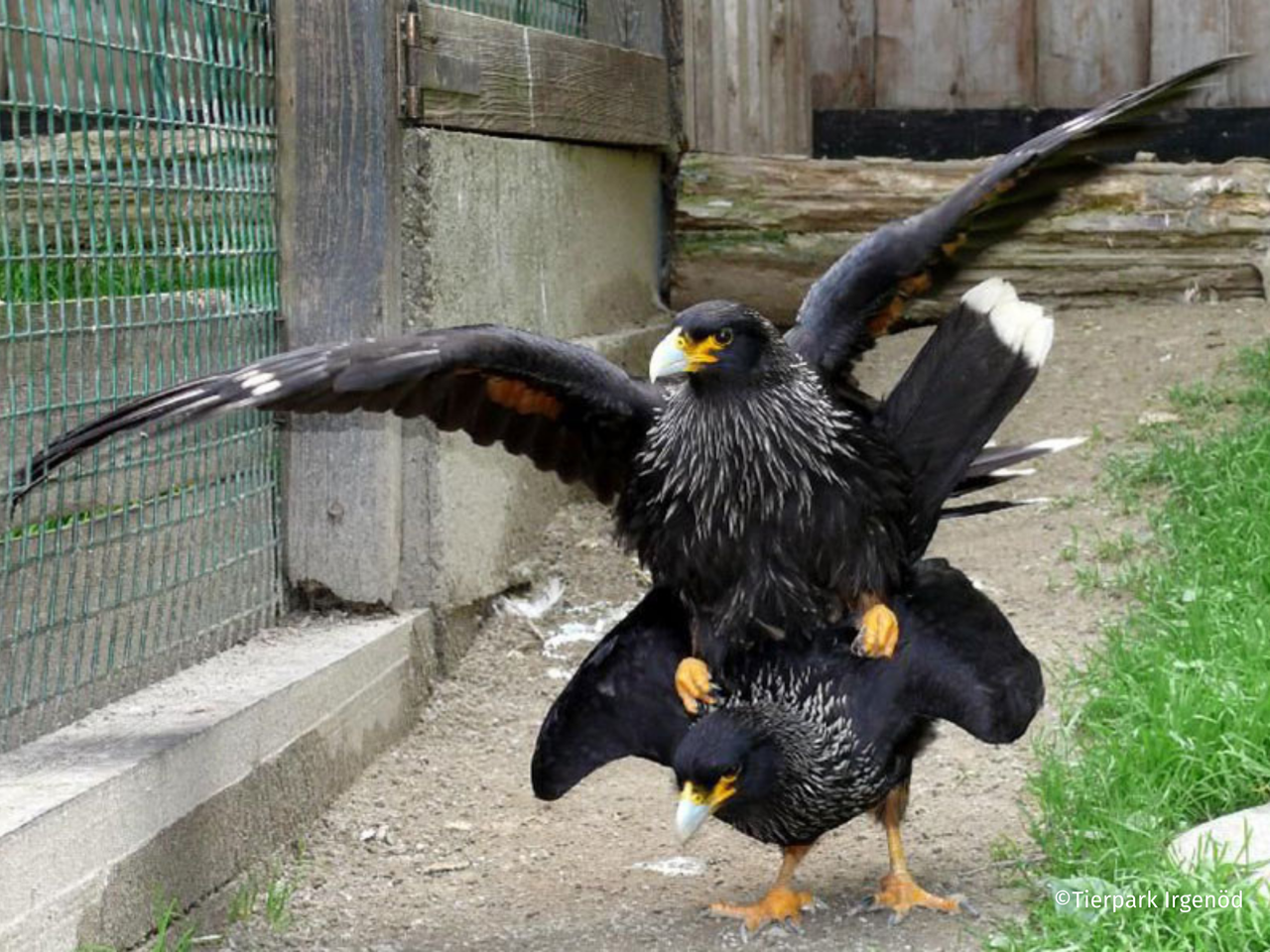 Tierpark Irgenöd