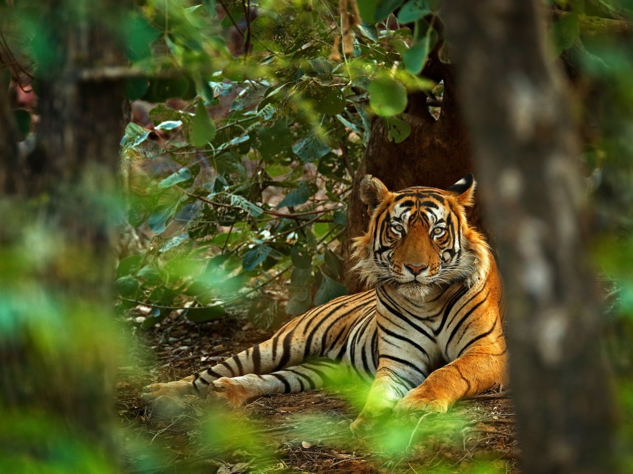 Affe, Löwe & Co. - Zoobesuch in Leipzig - 4 Tage